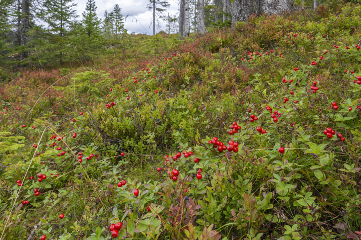 Arctostaphylos uva-ursi berendruif