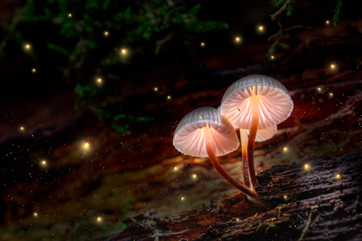 de magische kracht van paddenstoelen