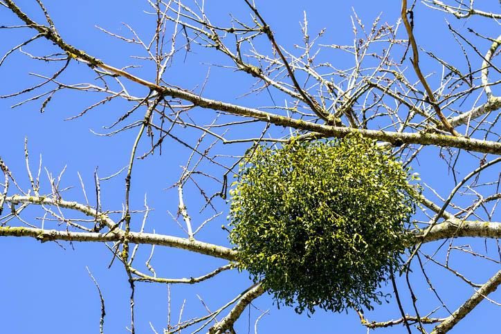 maretak bol in een kale boom blauwe lucht viscum album