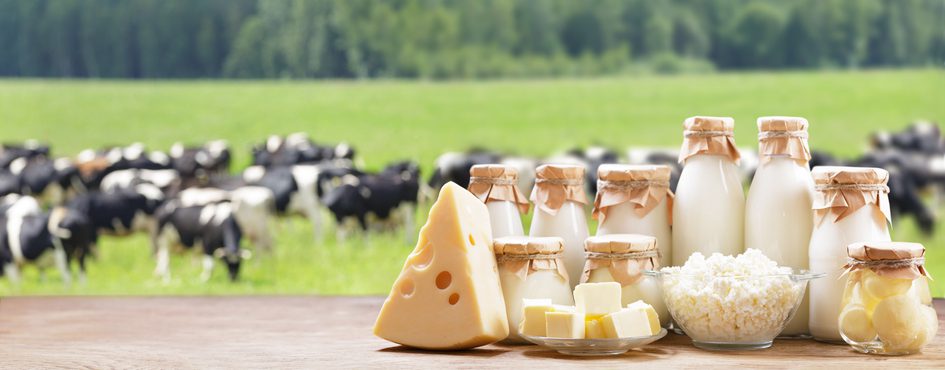 melk en melkproducten met koeien