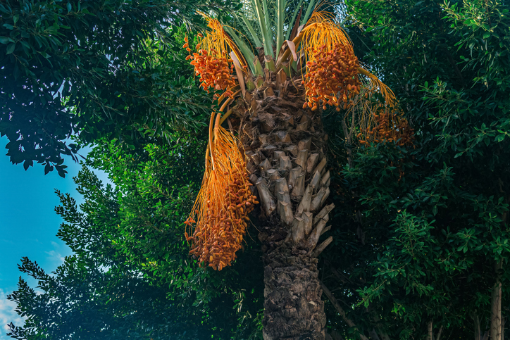 dadelpalm met vruchten