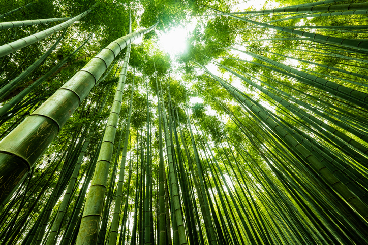 bamboe silicium