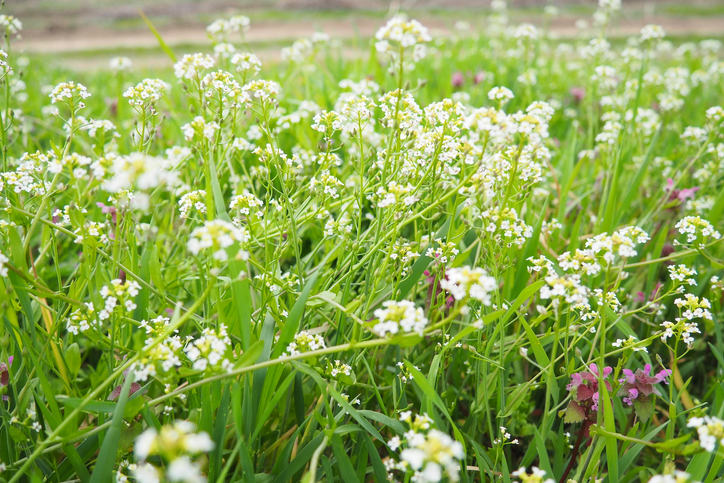 Bloemen van herderstasje. Capsella bursa-pastoris bekend vanwege zijn driehoekige platte vruchten, tasachtig, is een kleine eenjarige en grofbloeiende plant uit de mosterdfamilie Brassicaceae. Wei herderstasje