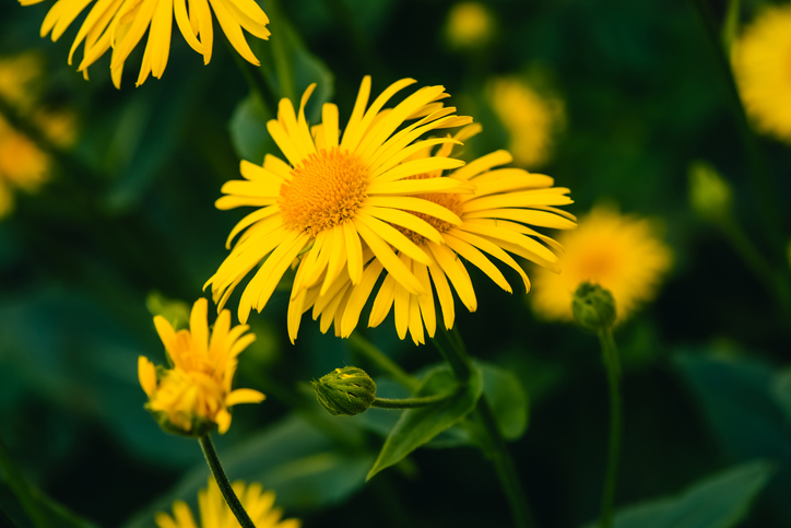 gele bloem met groen plant arnica montana ook wel valkruid