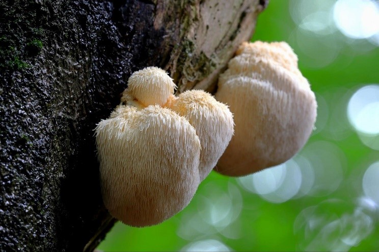 Pruikzwam op een boomschors groene achtergrond