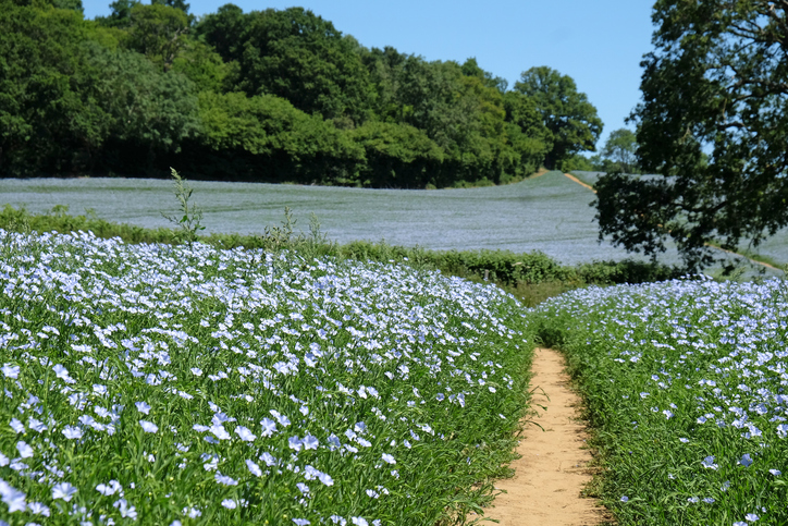 Blauw vlas of lijnzaad, Linum usitatissimum, bloeiend in het veld, Surrey, Verenigd Koninkrijk.