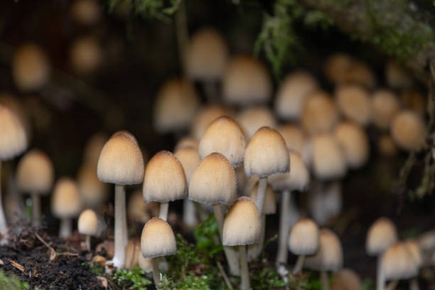 psilocybe mexicana groepje truffels in de natuur voor microdosering