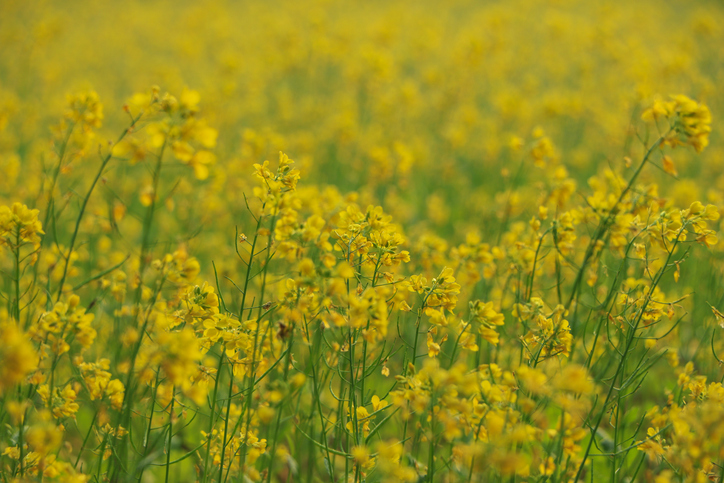 mosterdveld met gele bloemen sinapis alba witte mosterd