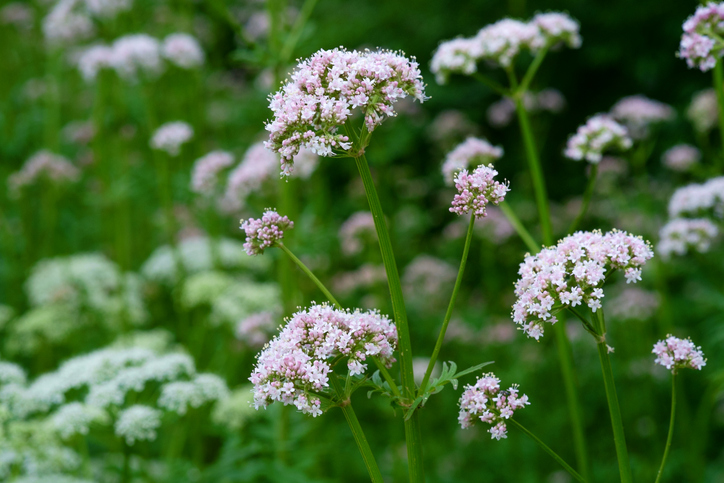 bloeiende valeriaan valeriana officinalis