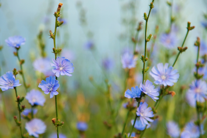 veld met wilde bloeiende cichorei Cichorium intybus  