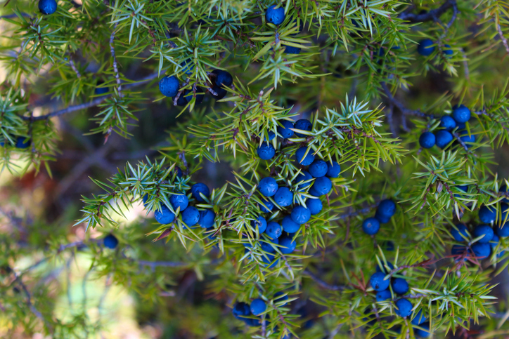 Veel rijpe blauwe jeneverbessen op een tak tussen groene naalden. Juniperus communis-fruit. Bjelasnica-berg, Bosnië en Herzegovina.