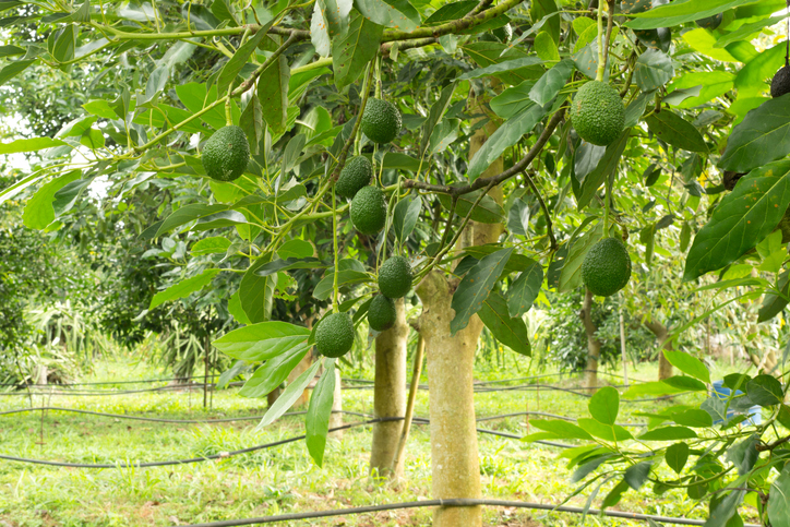 avocado's aan de boom op een plantage