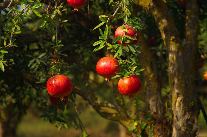 Een granaatappelboom met granaatappel aan de boom