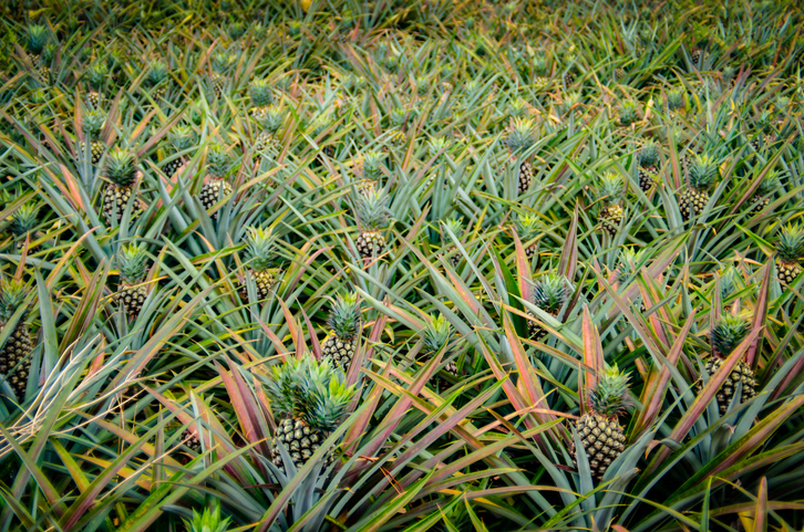 Ananas boederij met ananas planten