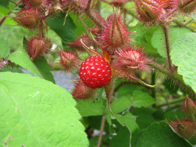 Japanse wijnbes zowel bes als gesloten bloem