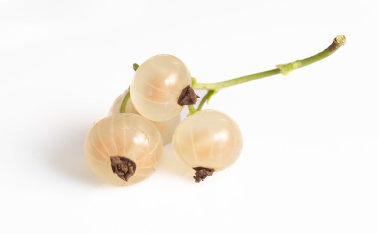 roze of witte aalbessen