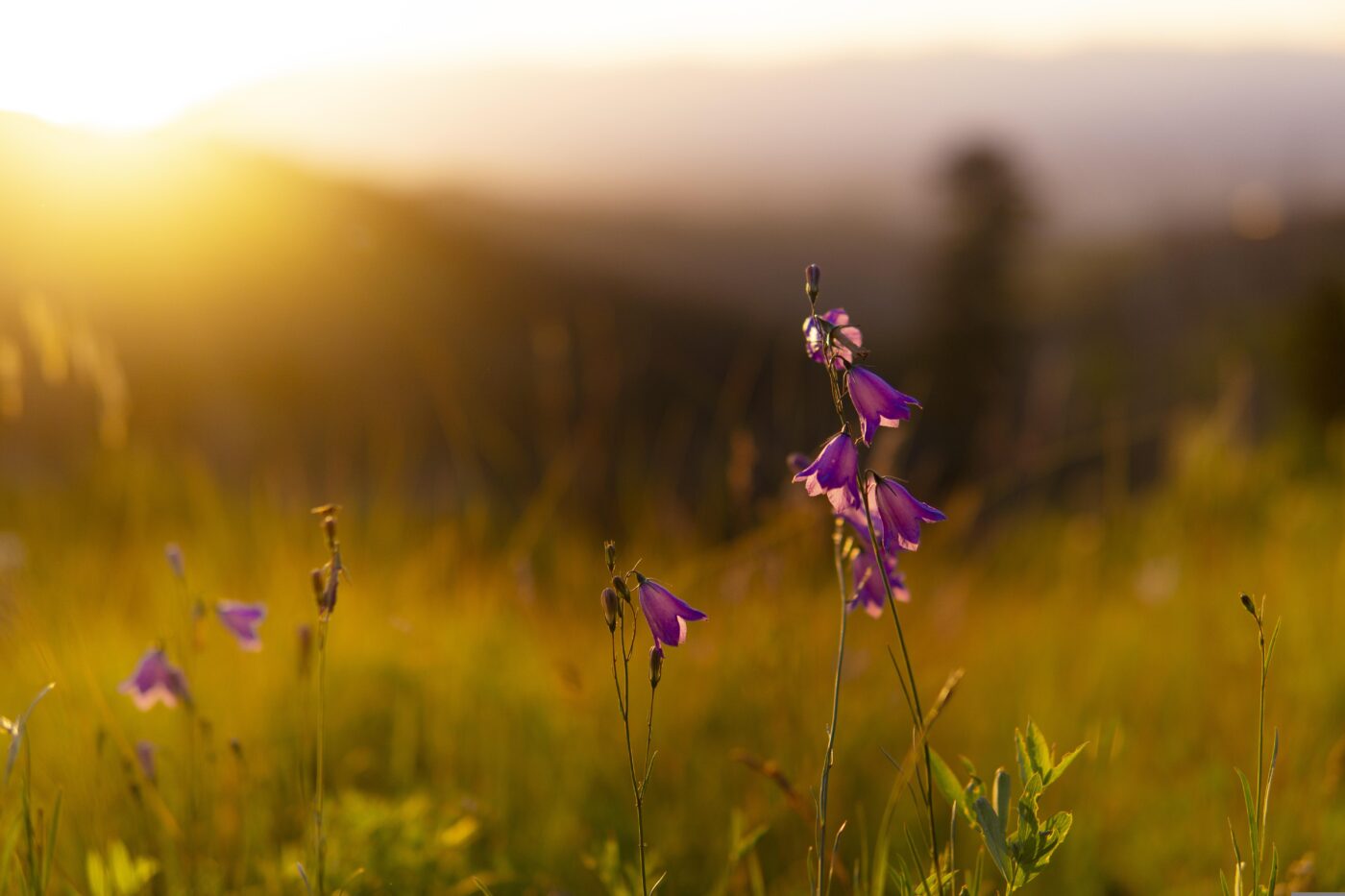 paarse bloemetjes in de ondergaande zon in een veld