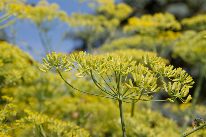 Venkelplant foeniculum vulgare bloeiend
