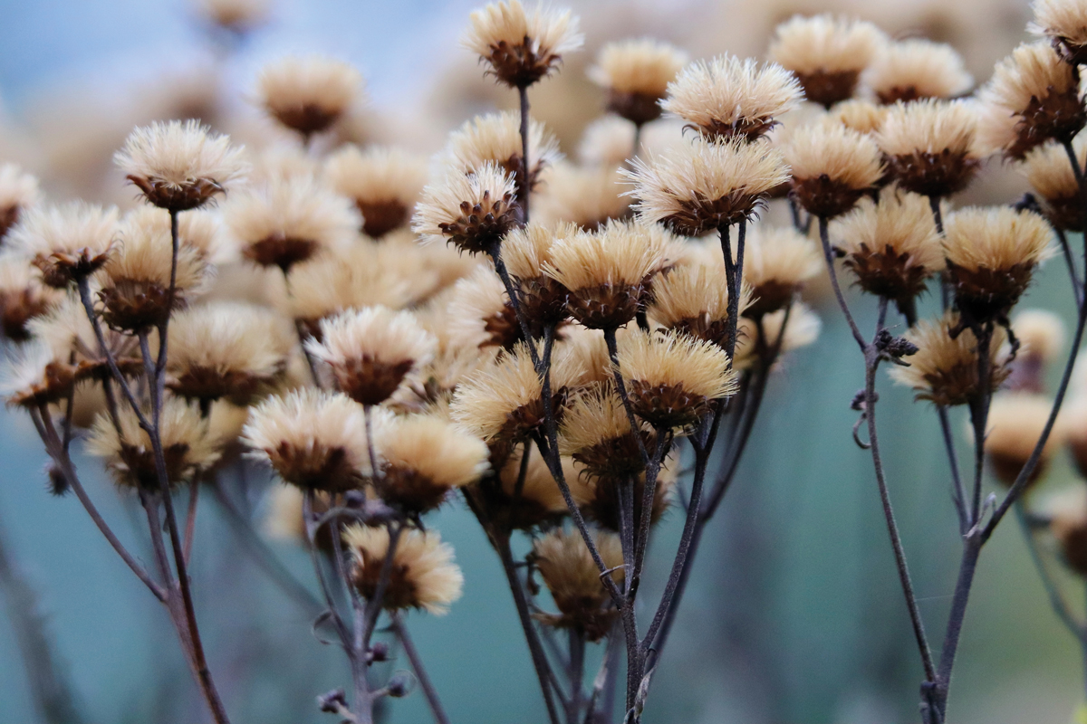 bosje wit roze droogbloemen, blauwe achtergrond