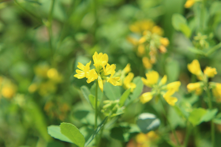 bloeiende fenegriek in de tuin met gele bloemen