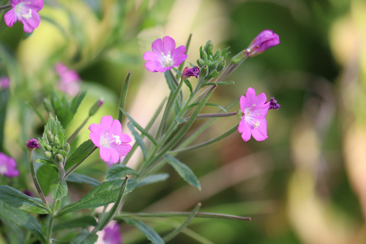 bloeiende wilgenroosje, epiloium hersitum