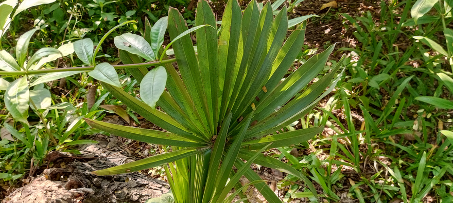 serenoa repens - zaagpalm