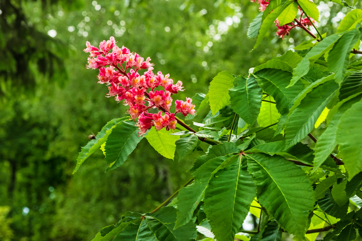 aesculus carnea rode kastanje