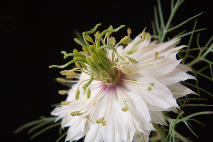 bloeiende nigella sativa zwarte komijn