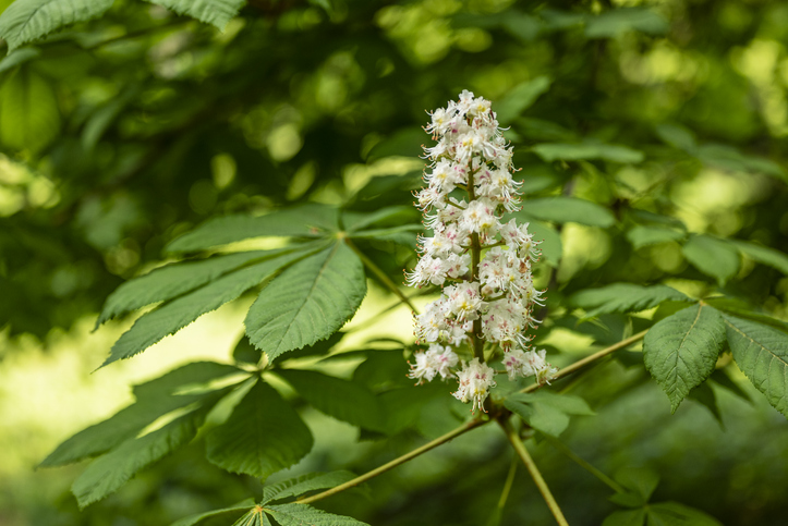 kastanje ook wel aesculus hippocastanum, bloeiend aan de boom
