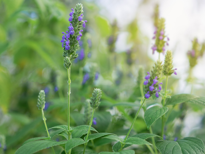 chiazaad plant met bloemen salvia hispanica
